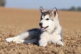 ALASKAN MALAMUTE 206